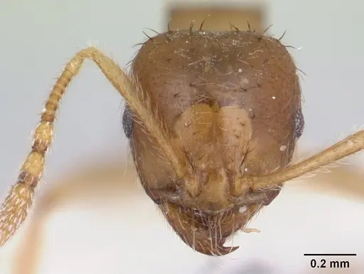 Lophomyrmex bedoti specimen CASENT0178542 image casent0178542_2