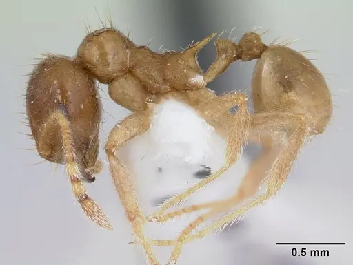 Lophomyrmex bedoti specimen CASENT0178542 image casent0178542_3