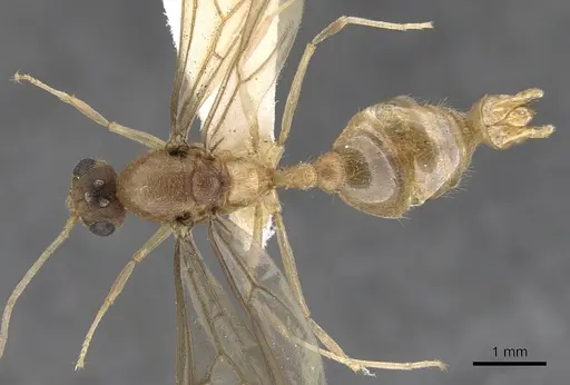 Lophomyrmex bedoti specimen CASENT0901266 image casent0901266_1
