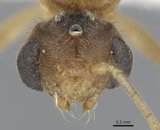Lophomyrmex bedoti specimen CASENT0901266 image casent0901266_2