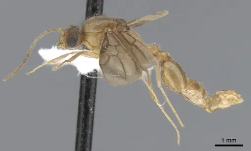Lophomyrmex bedoti specimen CASENT0901266 image casent0901266_3