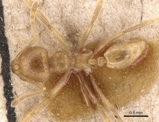 Lophomyrmex bedoti specimen CASENT0904647 image casent0904647_1