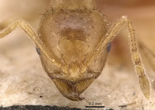Lophomyrmex bedoti specimen CASENT0904647 image casent0904647_2