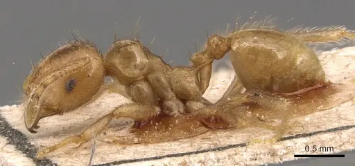 Lophomyrmex bedoti specimen CASENT0904647 image casent0904647_3