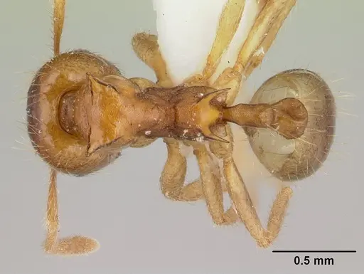 Lophomyrmex birmanus specimen CASENT0178543 image casent0178543_1