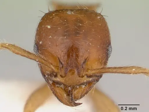 Lophomyrmex birmanus specimen CASENT0178543 image casent0178543_2