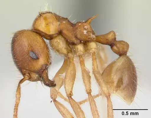 Lophomyrmex birmanus specimen CASENT0178543 image casent0178543_3