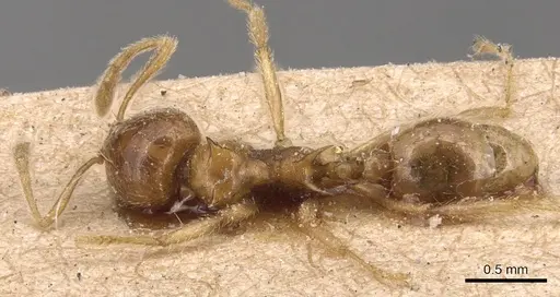 Lophomyrmex birmanus specimen CASENT0904646 image casent0904646_1