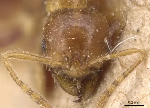 Lophomyrmex birmanus specimen CASENT0904646 image casent0904646_2