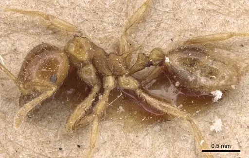 Lophomyrmex birmanus specimen CASENT0904646 image casent0904646_3