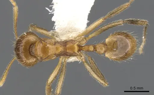 Lophomyrmex kali specimen CASENT0901264 image casent0901264_1