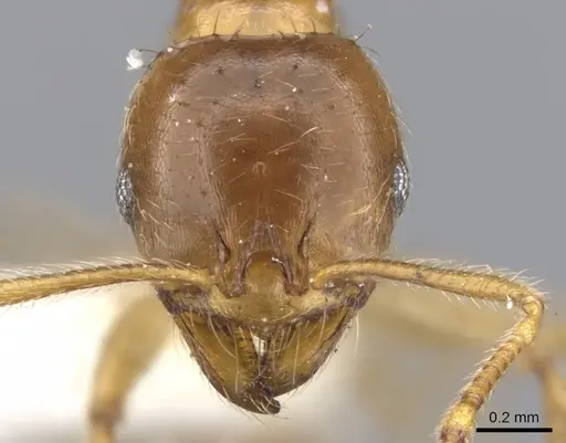 Lophomyrmex kali specimen CASENT0901264 image casent0901264_2