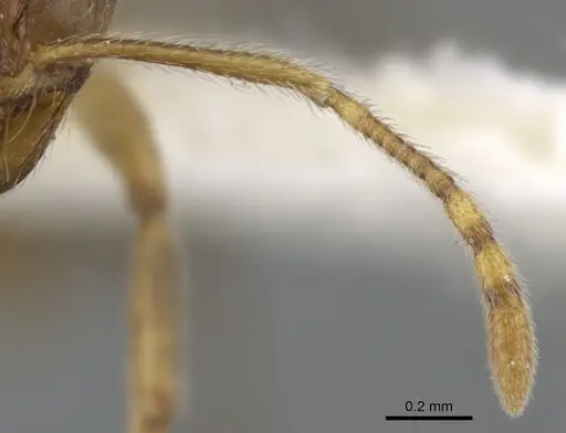 Lophomyrmex kali specimen CASENT0901264 image casent0901264_3