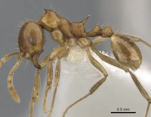 Lophomyrmex kali specimen CASENT0901264 image casent0901264_4