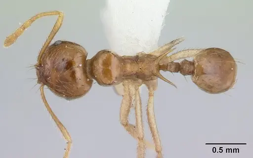 Lophomyrmex longicornis specimen CASENT0178544 image casent0178544_1