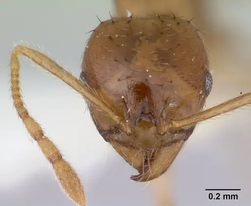 Lophomyrmex longicornis specimen CASENT0178544 image casent0178544_2
