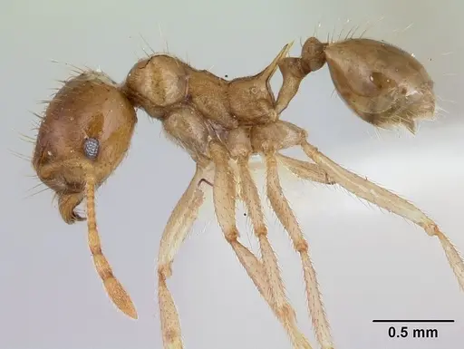 Lophomyrmex longicornis specimen CASENT0178544 image casent0178544_3