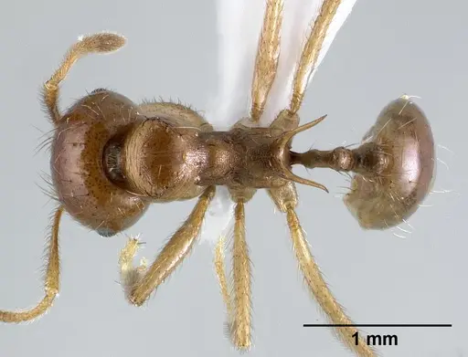 Lophomyrmex longicornis specimen CASENT0179019 image casent0179019_1