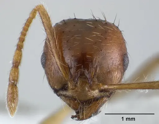Lophomyrmex longicornis specimen CASENT0179019 image casent0179019_2
