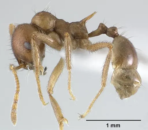 Lophomyrmex longicornis specimen CASENT0179019 image casent0179019_3