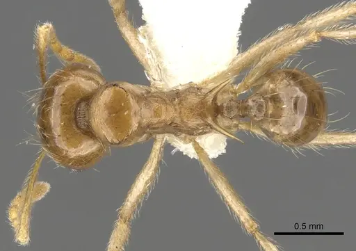 Lophomyrmex longicornis specimen CASENT0901267 image casent0901267_1