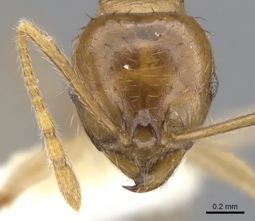 Lophomyrmex longicornis specimen CASENT0901267 image casent0901267_2