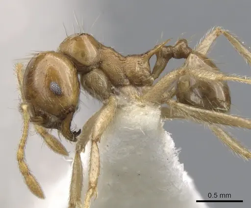Lophomyrmex longicornis specimen CASENT0901267 image casent0901267_3