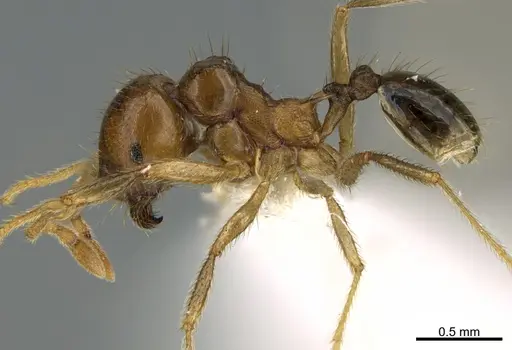 Lophomyrmex longicornis specimen CASENT0923612 image casent0923612_1