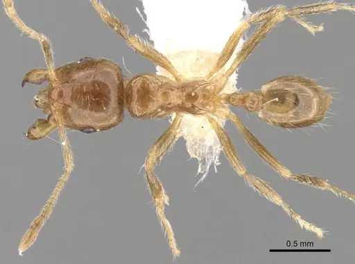 Lophomyrmex lucidus specimen CASENT0281613 image casent0281613_1