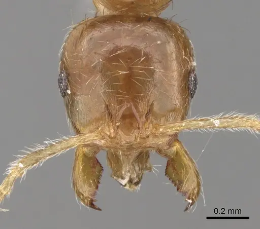 Lophomyrmex lucidus specimen CASENT0281613 image casent0281613_2