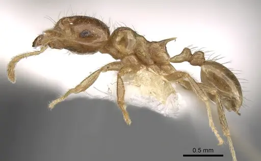 Lophomyrmex lucidus specimen CASENT0281613 image casent0281613_3