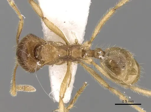 Lophomyrmex opaciceps specimen CASENT0281612 image casent0281612_1