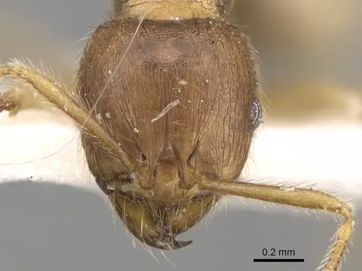 Lophomyrmex opaciceps specimen CASENT0281612 image casent0281612_2