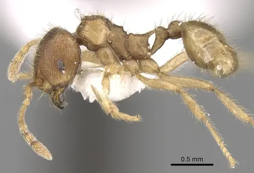 Lophomyrmex opaciceps specimen CASENT0281612 image casent0281612_3