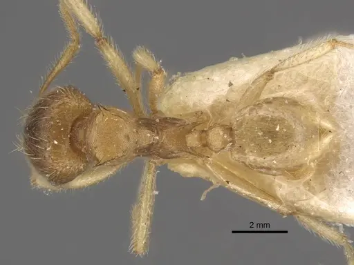Lophomyrmex opaciceps specimen CASENT0917014 image casent0917014_1