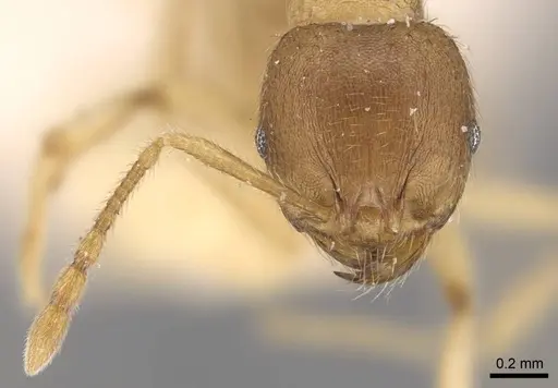 Lophomyrmex opaciceps specimen CASENT0917014 image casent0917014_3