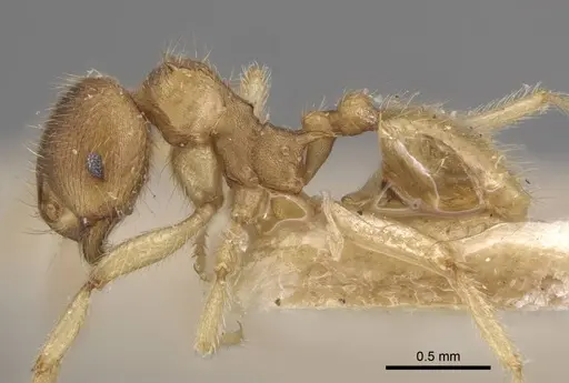 Lophomyrmex opaciceps specimen CASENT0917014 image casent0917014_4