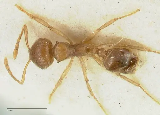 Lophomyrmex opaciceps specimen FOCOL1897 image focol1897_1