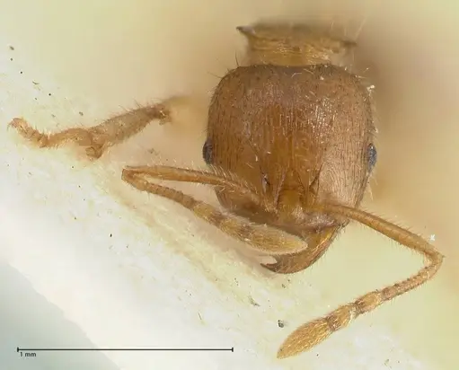 Lophomyrmex opaciceps specimen FOCOL1897 image focol1897_2