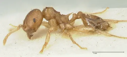 Lophomyrmex opaciceps specimen FOCOL1897 image focol1897_3