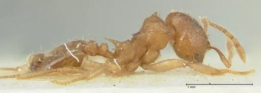 Lophomyrmex opaciceps specimen FOCOL1897 image focol1897_4