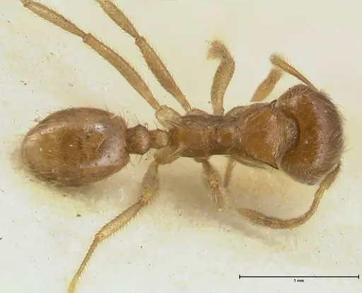 Lophomyrmex opaciceps specimen FOCOL1898 image focol1898_1