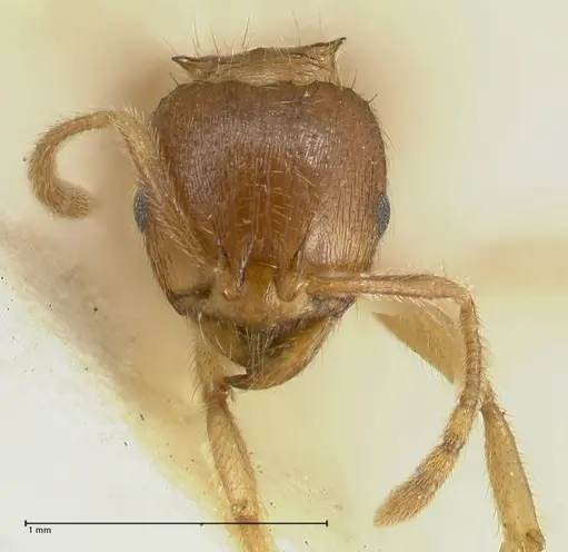 Lophomyrmex opaciceps specimen FOCOL1898 image focol1898_2