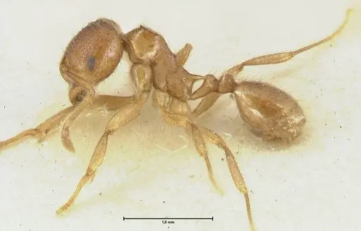 Lophomyrmex opaciceps specimen FOCOL1898 image focol1898_3