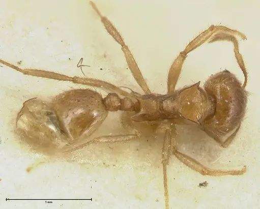 Lophomyrmex opaciceps specimen FOCOL1899 image focol1899_1