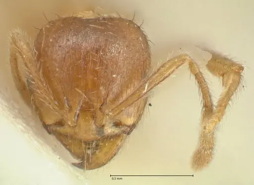 Lophomyrmex opaciceps specimen FOCOL1899 image focol1899_2