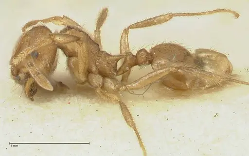 Lophomyrmex opaciceps specimen FOCOL1899 image focol1899_3