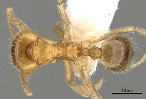 Lophomyrmex quadrispinosus specimen CASENT0281611 image casent0281611_1