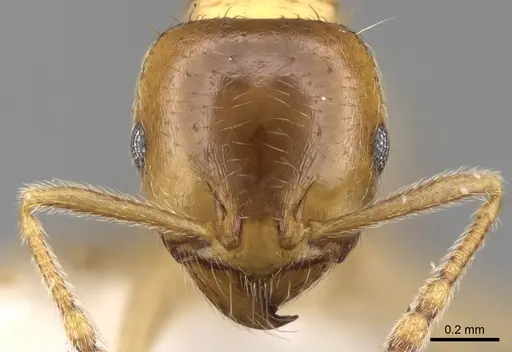 Lophomyrmex quadrispinosus specimen CASENT0281611 image casent0281611_2