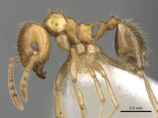 Lophomyrmex quadrispinosus specimen CASENT0281611 image casent0281611_3